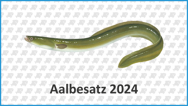 2024.06.03 aalbesatz